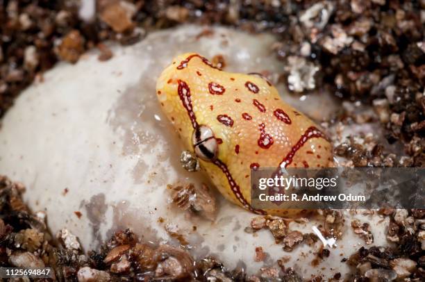 Python Egg Photos and Premium High Res Pictures - Getty Images