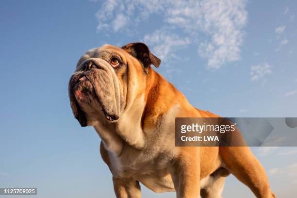 bulldog against a blue sky - american bulldog stock pictures, royalty-free photos & images
