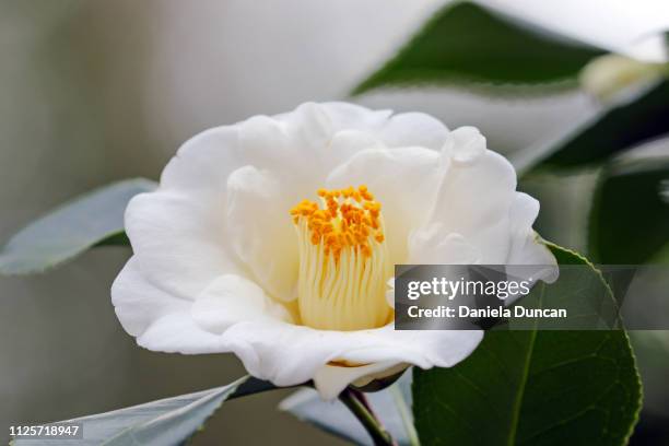 white camellia - camellia foto e immagini stock