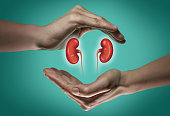 Concept of a healthy kidneys.