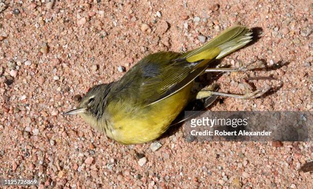 Nashville Warbler lies dead on the ground after colliding with a house window in Santa Fe, New Mexico.