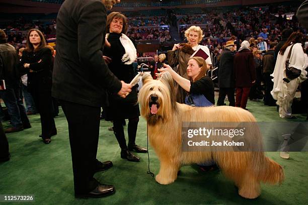 Aramis, a Briard winner of best of breed at the 132nd Annual Westminster Kennel Club Dog Show day 1 on February 11, 2008 in New York City.