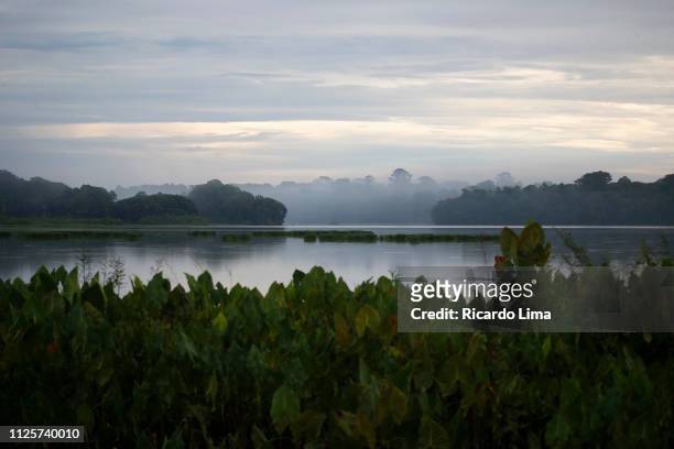 bolonha lake, amazon region, brazil - belém brazil ストックフォトと画像