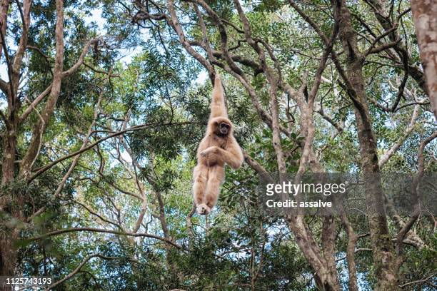 white-handed gibbon hanging on a branch in the dense forest - gibbon stock pictures, royalty-free photos & images