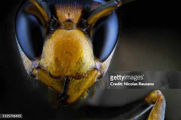vespa velutina (yellow-legged hornet or asian hornet) - murder hornet stock-fotos und bilder