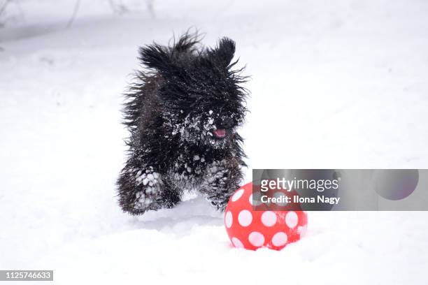 hungarian puli puppy playing with a ball in the snow - pulis stock-fotos und bilder