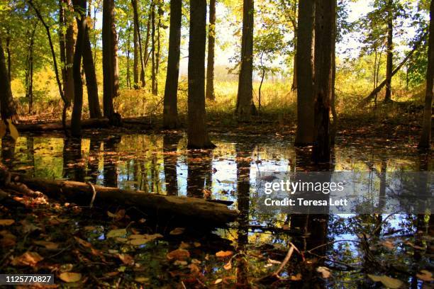 autumn woods with reflections in water - lake lowell stock pictures, royalty-free photos & images