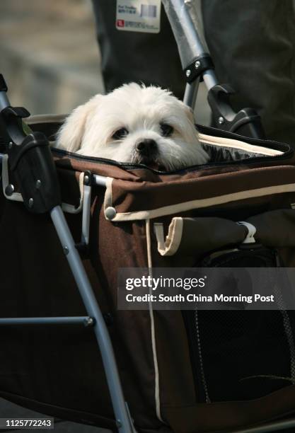Siu Pak is carried in a trolley by its owner Heather Lau to attend the "Walk for Millions with Dogs" held by the Society for Abandoned Animals in Tai...