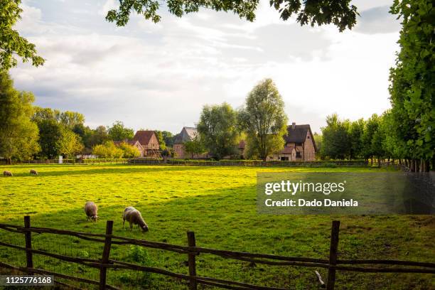 sheep in the village - flanders stock pictures, royalty-free photos & images