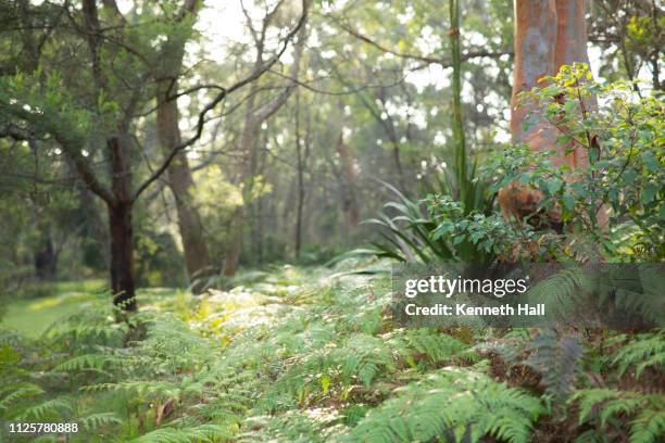 temperate eucalypt woodland of south east australia - southern highlands australia stock pictures, royalty-free photos & images