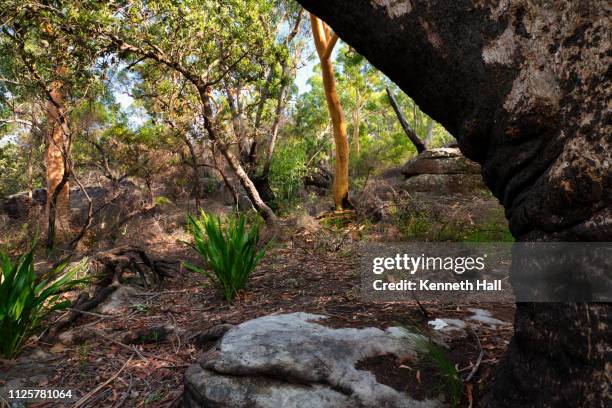 temperate eucalypt woodland of south east australia - southern highlands australia stock pictures, royalty-free photos & images