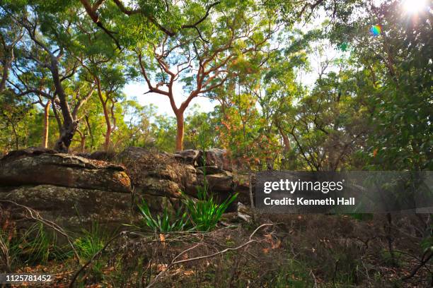 temperate eucalypt woodland of south east australia - southern highlands australia stock pictures, royalty-free photos & images