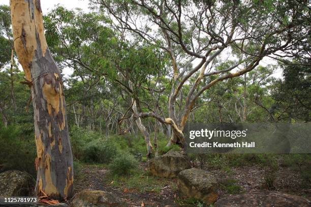 temperate eucalypt woodland of south east australia - southern highlands australia stock pictures, royalty-free photos & images