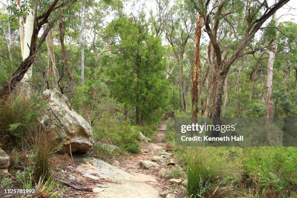 temperate eucalypt woodland of south east australia - southern highlands australia stock pictures, royalty-free photos & images