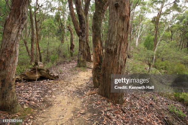 temperate eucalypt woodland of south east australia - southern highlands australia stock pictures, royalty-free photos & images