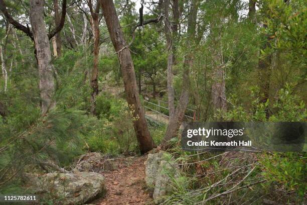 temperate eucalypt woodland of south east australia - southern highlands australia stock pictures, royalty-free photos & images