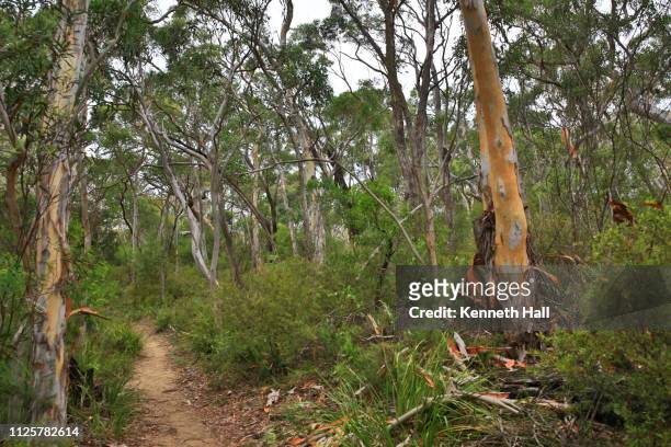temperate eucalypt woodland of south east australia - southern highlands australia stock pictures, royalty-free photos & images