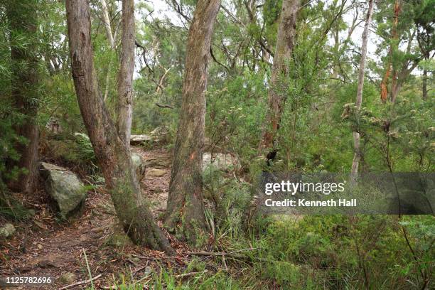 temperate eucalypt woodland of south east australia - southern highlands australia stock pictures, royalty-free photos & images