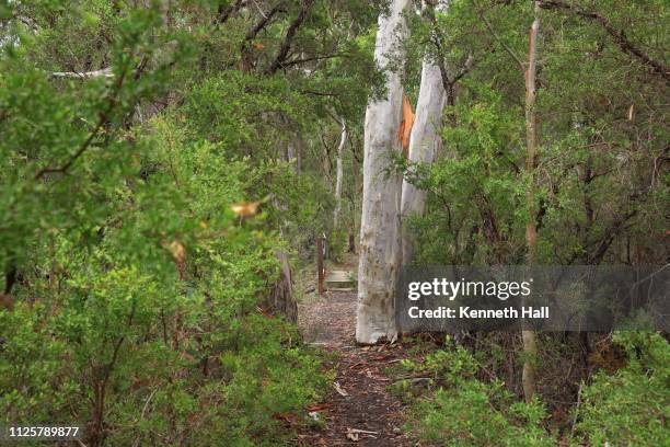 temperate eucalypt woodland of south east australia - southern highlands australia stock pictures, royalty-free photos & images