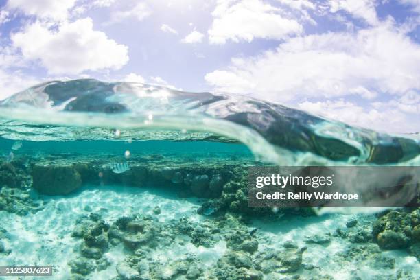 lady elliot island - turtle stock pictures, royalty-free photos & images