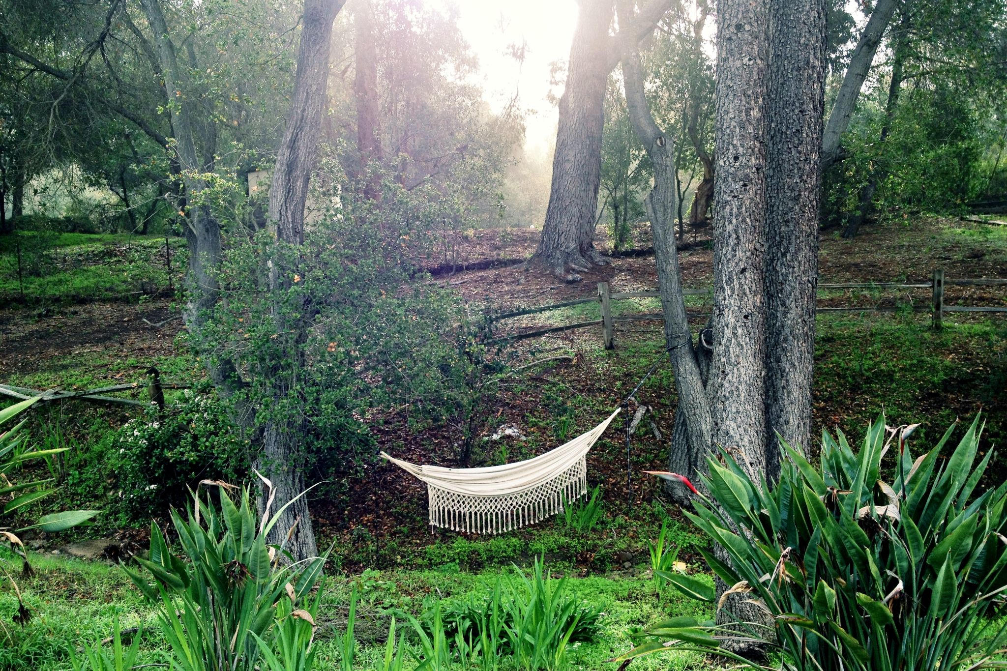 Colee Hammock