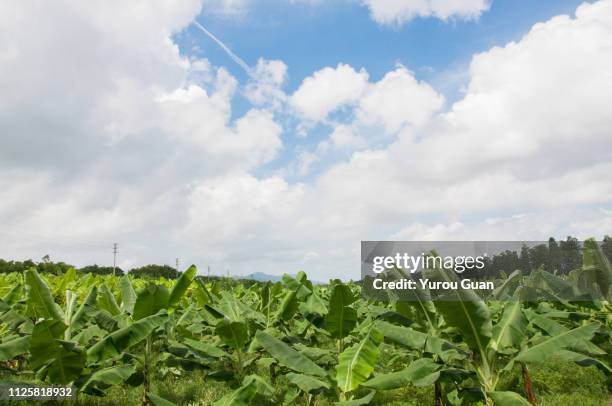 banana tree in the plantation near yinhuwan of xinhui district,jiangmen,guangdong,china. - banana tree stockfoto's en -beelden