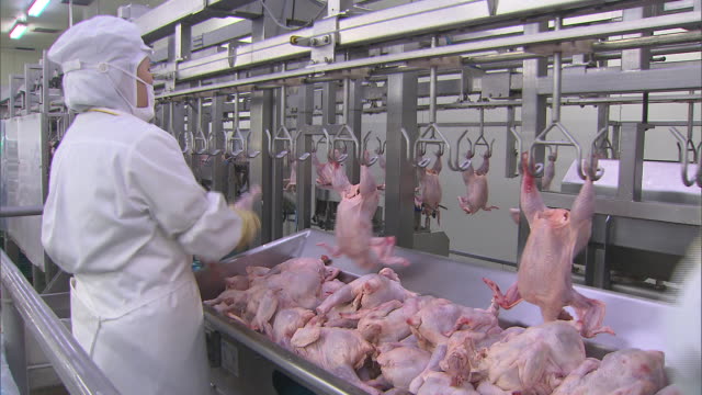 Poultry Process Worker 136 Chicken Processing Plants Stock Videos, Footage, & 4K Video Clips ...