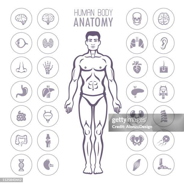 ilustrações de stock, clip art, desenhos animados e ícones de human body and internal organs - brain stem