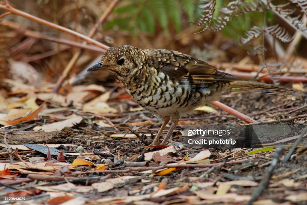 Bassian Thrush - Zoothera lunulata known as the olive-tailed thrush