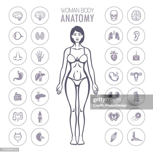 menschliche anatomie infografik elemente - intimzone stock-grafiken, -clipart, -cartoons und -symbole