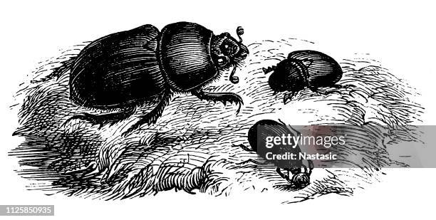 erde-langweilig mistkäfer (geotrupes stercorarius) - käfer stock-grafiken, -clipart, -cartoons und -symbole