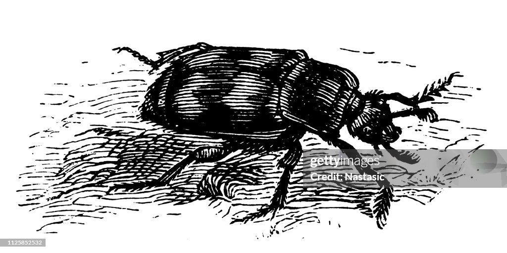 Burying Beetle (Nicrophorus Vespillo)