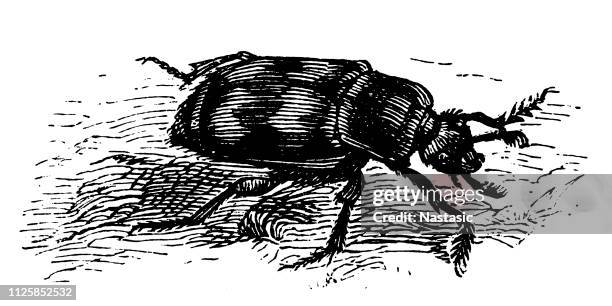 burying beetle (nicrophorus vespillo) - nicrophorus stock illustrations