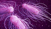 salmonella  bacteria 3d illustration