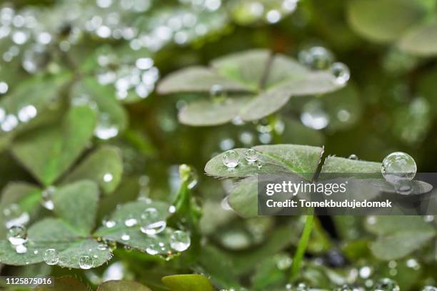 drops - morning dew flower garden stock-fotos und bilder