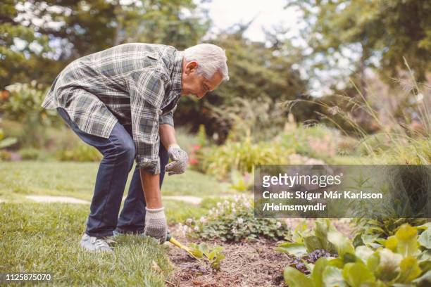 retired senior man gardening in back yard - bent stock pictures, royalty-free photos & images