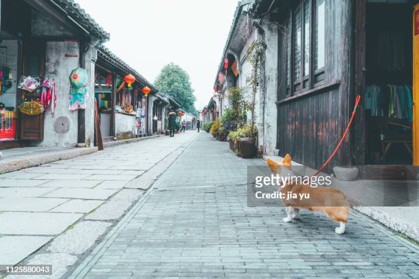 a lovely corgi at dangkou old street - jiangsu stockfoto's en -beelden