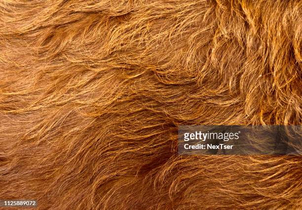 full frame shot of dog hair - soltanto un animale foto e immagini stock
