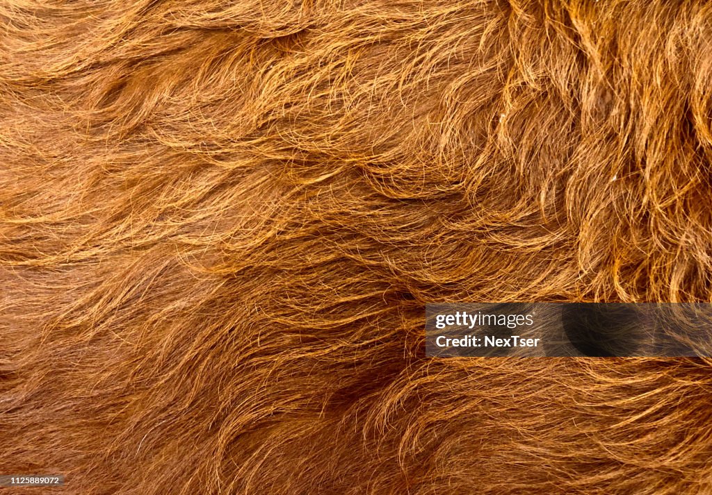 Full Frame Shot Of Dog Hair