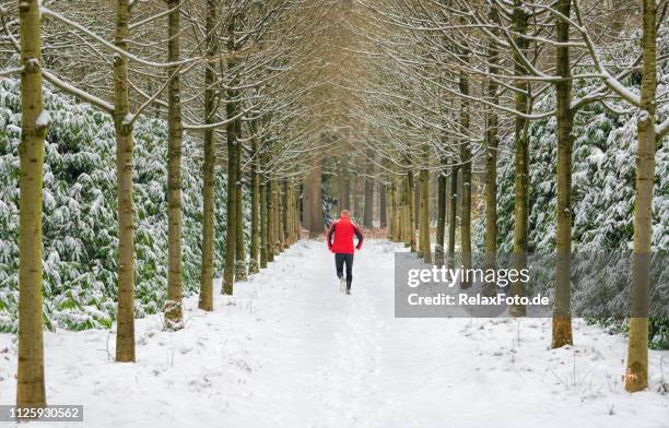 rear view on man in red jogging on snowy footpath through avenue with large trees in a row - running netherlands stock pictures, royalty-free photos & images