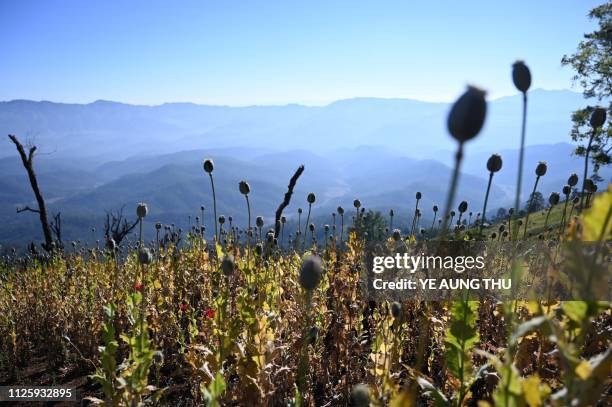 This photo taken on February 3, 2019 shows an illegal poppy field in Hopong, Shan State. - Myanmar is the second-biggest producer of opium in the...