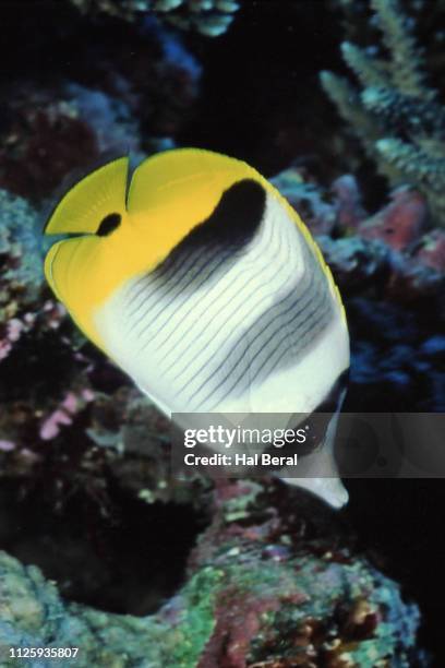 pacific double-saddle butterflyfish - pacific double saddle butterflyfish stock pictures, royalty-free photos & images