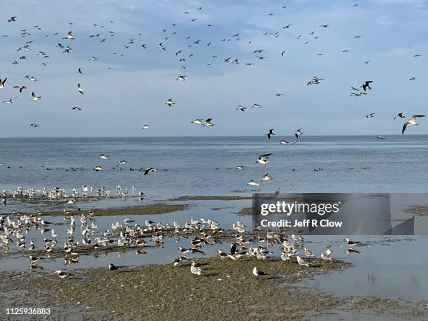 low tide off south padre island, texas - ebbe stock-fotos und bilder