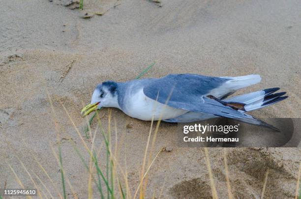 dead black-headed gull [chroicocephalus ridibundus, syn.: larus ridibundus] on the beach - kokmeeuw stockfoto's en -beelden