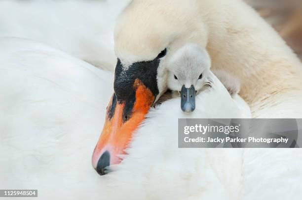 mute swan - cygnus olor and newly hatched cygnet snuggled up together - mute swan foto e immagini stock