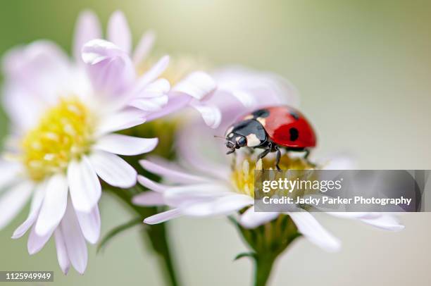 close-up image of a 7-spot ladybird, ladybug - resting of a white daisy flower also known as coccinella septempunctata - ladybird stock pictures, royalty-free photos & images