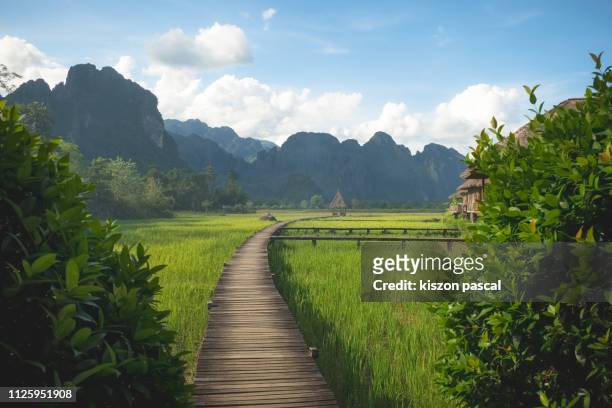 wooden walkway in a rice fields of laos during a sunny day . southeast asia - vang vieng stockfoto's en -beelden