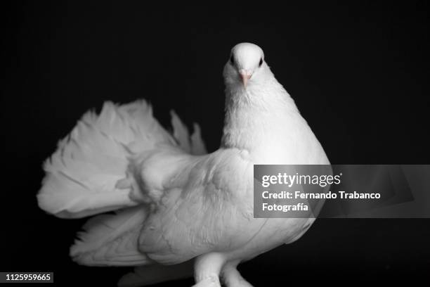 white pigeon with black background - albino animals ストックフォトと画像