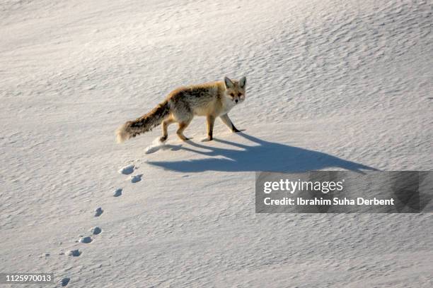 high angle side shot of a red fox that is walking upon the blanket of snow and looking to camera - fuchs spuren stock-fotos und bilder