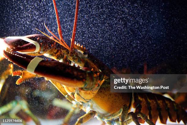 Lobsters in a tank in the front of the Red Lobster restaurant on S. Van Dorn St. Photographed in Alexandria, VA. .